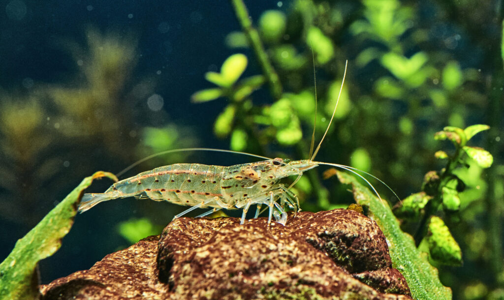 kreveta amano - Caridina multidentata